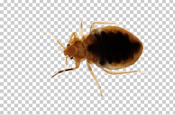 Rat Bed Bug Pest Control Punaise Des Lits PNG, Clipart, Animals, Ant, Arthropod, Bed, Bed Bug Free PNG Download
