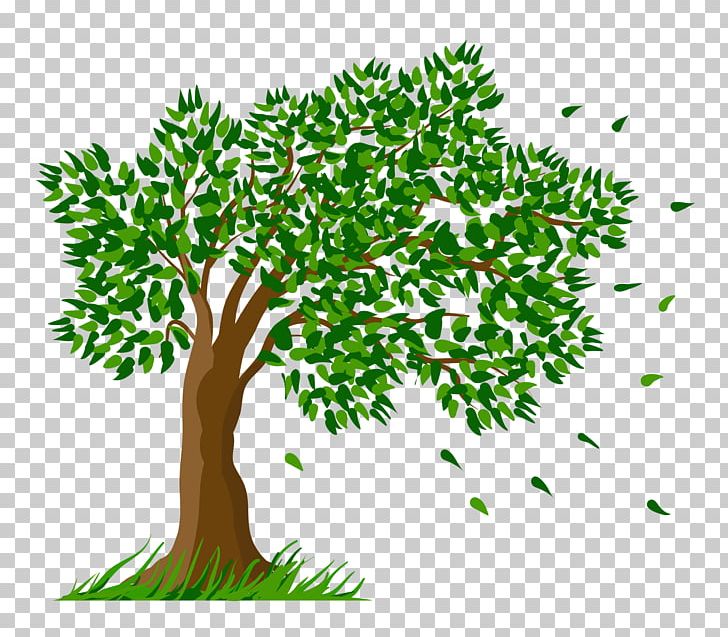 Tree Pine Arecaceae PNG, Clipart, Arecaceae, Branch, Color, Dogwood, Drawing Free PNG Download