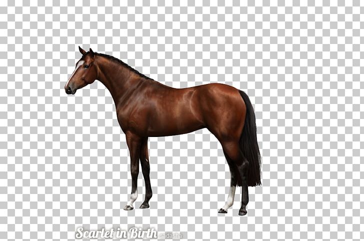 American Quarter Horse Andalusian Horse Stallion Quarter Pony PNG, Clipart, Andalusian Horse, Colt, Halter, Horse, Horse Breed Free PNG Download