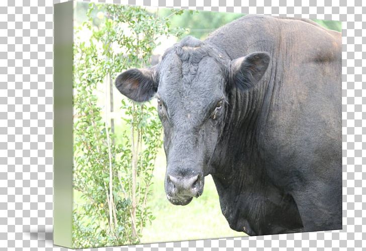 Cattle Wildlife Terrestrial Animal Snout PNG, Clipart, Animal, Cattle, Cattle Like Mammal, Cow Goat Family, Fauna Free PNG Download