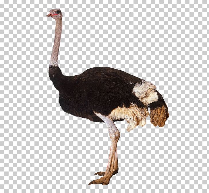 Common Ostrich Bird PNG, Clipart, Animals, Beak, Bird, Black And White, Common Ostrich Free PNG Download