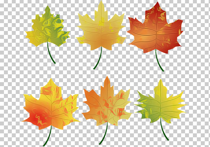 Maple Leaf PNG, Clipart, Black Maple, Leaf, Maple Leaf, Plane, Plant Free PNG Download