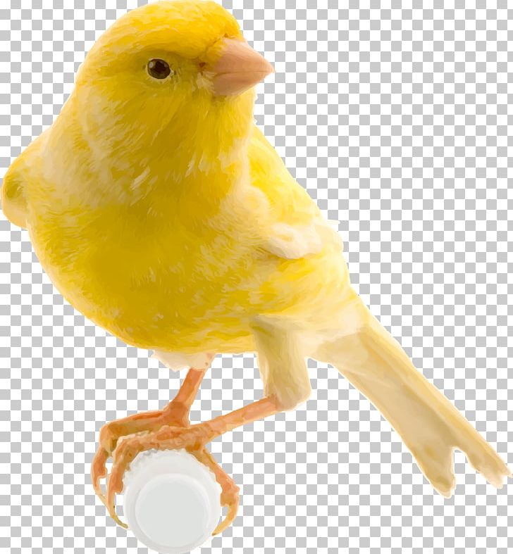 Bird Food Red Factor Canary Yellow Canary Finch PNG, Clipart, Animals, Atlantic Canary, Beak, Bird, Bird Food Free PNG Download