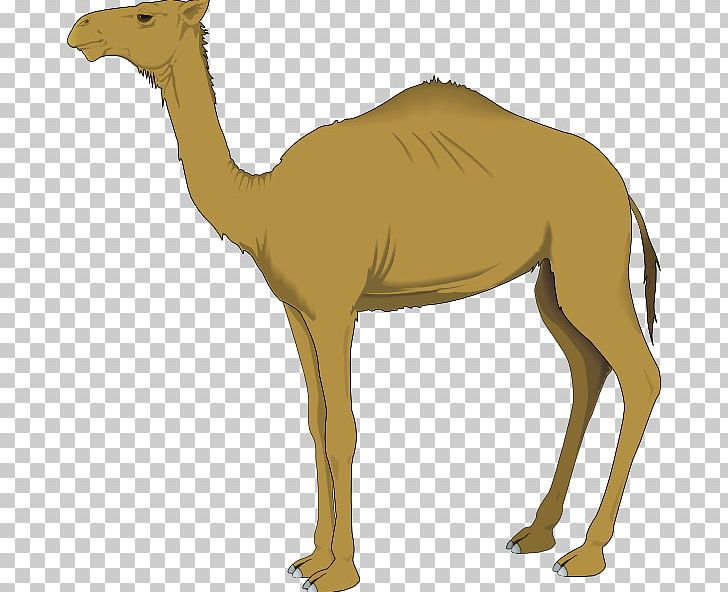 Dromedary Bactrian Camel Computer Icons PNG, Clipart, Animals, Arabian Camel, Bactrian Camel, Camel, Camel Like Mammal Free PNG Download