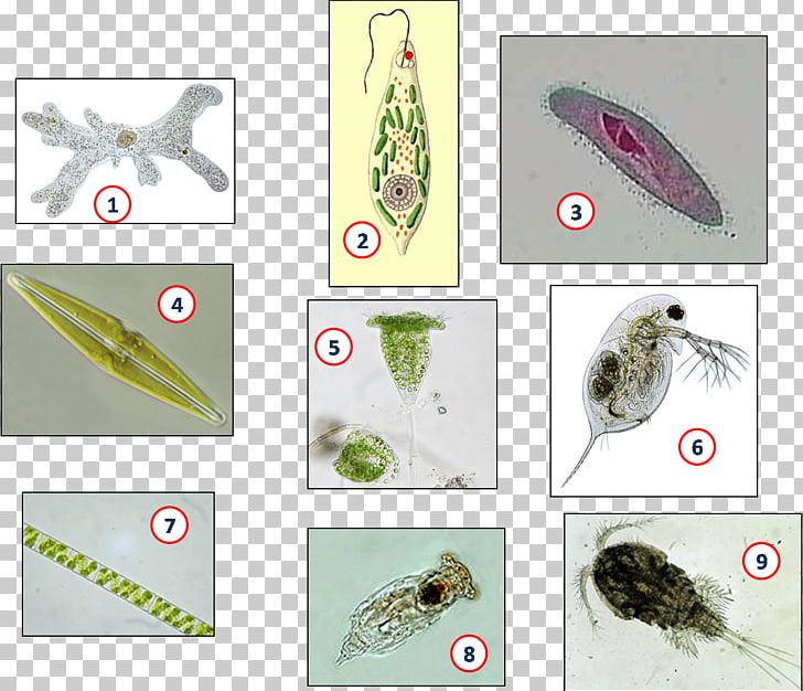 Multicellular Organism Organization PNG, Clipart, Fauna, Humans, Multicellular Organism, Organism, Organization Free PNG Download