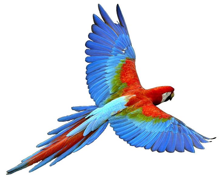 Parrot Bird Flight Cockatiel PNG, Clipart, Animals, Beak, Bird, Bird Nest, Cockatiel Free PNG Download