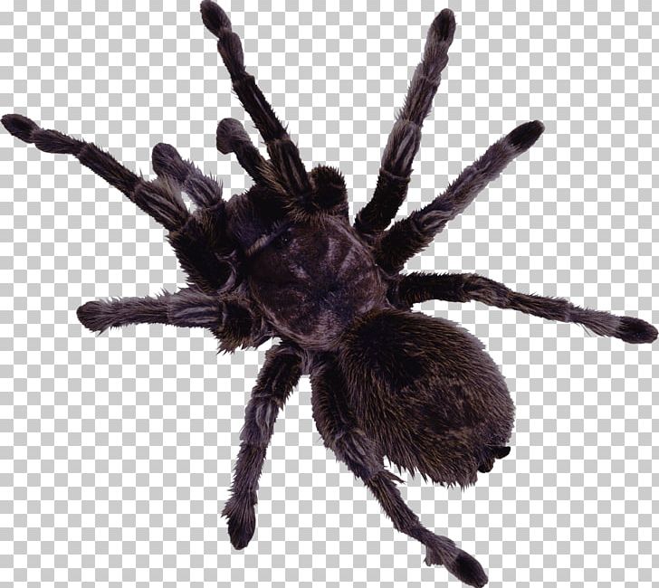 Spider Web PNG, Clipart, Animal, Arachnid, Arthropod, Background Black, Big Free PNG Download