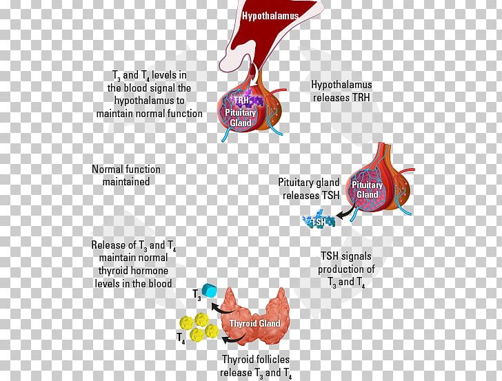 The Thyroid Gland Thyroid Hormones Metabolism PNG, Clipart,  Free PNG Download