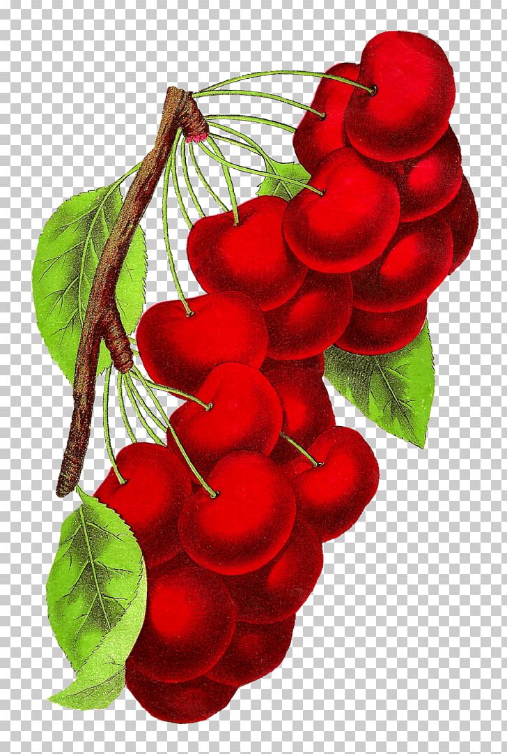 Botanical Illustration Botany PNG, Clipart, Art, Botanical Illustration, Botany, Cherry, Christmas Ornament Free PNG Download