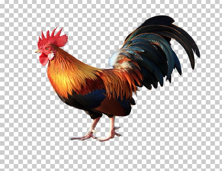 Cochin Chicken Vietnam Goat Rooster Poultry PNG, Clipart, 2017, Animals, Beak, Big, Big Ben Free PNG Download