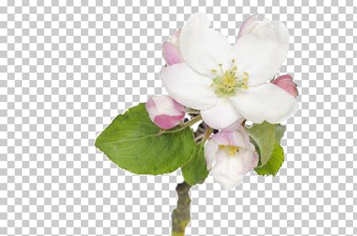Blossom Apple Pie Flower PNG, Clipart, Apple Flower, Branch, Cherry Blossom, Cut Flowers, Designer Free PNG Download