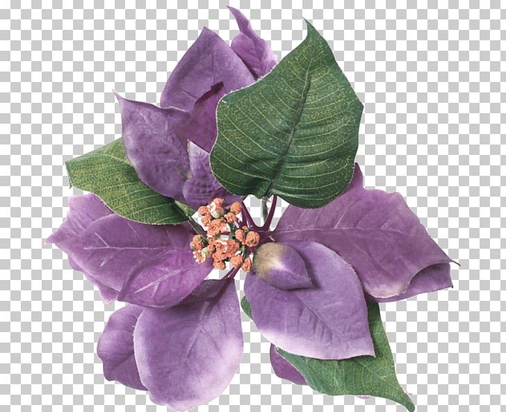 Flower Violet Purple Leaf Color PNG, Clipart, Blue, Color, Fascinator, Flower, Green Free PNG Download