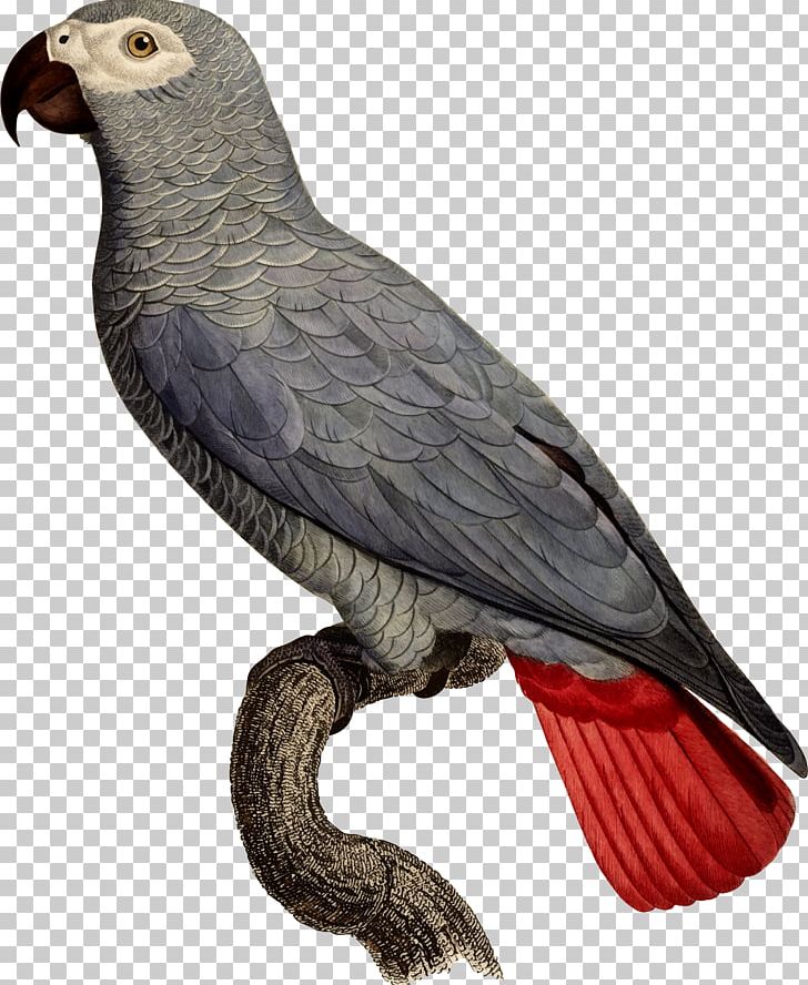 Grey Parrot Bird Illustration Parrots PNG, Clipart, African Grey, Beak, Bird, Bird Of Prey, Drawing Free PNG Download