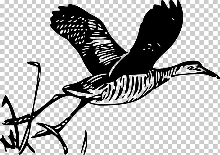 Rail Transport King Rail PNG, Clipart, Art, Beak, Bird, Bird Of Prey, Black And White Free PNG Download