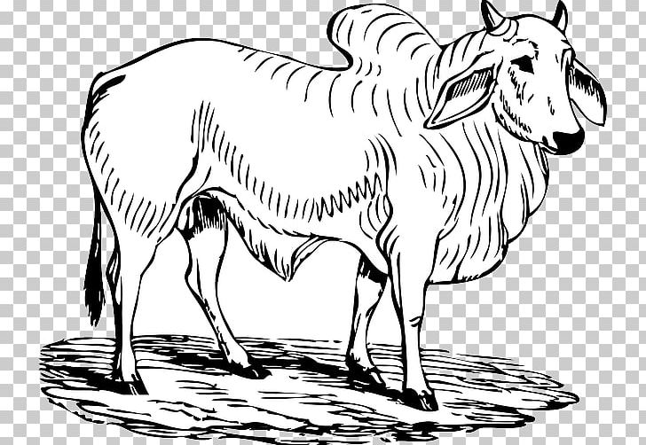 Brahman Cattle Hereford Cattle Charging Bull Angus Cattle PNG, Clipart, Animal Figure, Animals, Artwork, Cow Goat Family, Desktop Wallpaper Free PNG Download