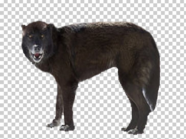 Rare Breed (dog) Dog Breed PNG, Clipart, Ancestor, Animals, Breed Group Dog, Carnivoran, Dog Free PNG Download