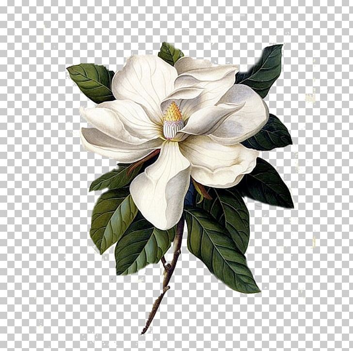 Southern Magnolia Botanical Illustration Botany Printmaking PNG, Clipart, Art, Artificial Flower, Botanical Illustration, Botany, Cut Flowers Free PNG Download