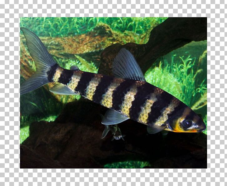 Bony Fishes Silver Prochilodus Leporinus Aquarium PNG, Clipart, Animals, Aquarium, Aquariums, Bony Fish, Bony Fishes Free PNG Download