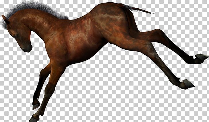 Ferghana Horse Stallion Foal PNG, Clipart, Animal, Animal Figure, Arabian, Bit, Bridle Free PNG Download