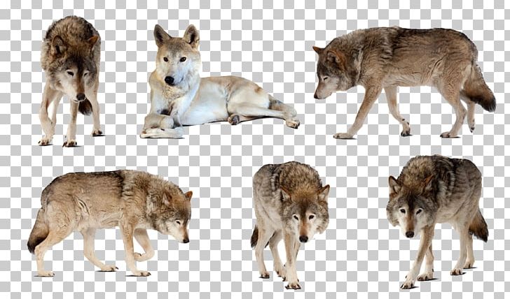 Gray Wolf Canadian Animals Photography White PNG, Clipart, Angry Wolf Face, Animal, Black Wolf, Canis, Carnivoran Free PNG Download