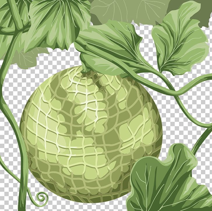 Hami Melon Honeydew Cantaloupe PNG, Clipart, Cabbage, Cantaloupe, Download, Encapsulated Postscript, Euclidean Vector Free PNG Download