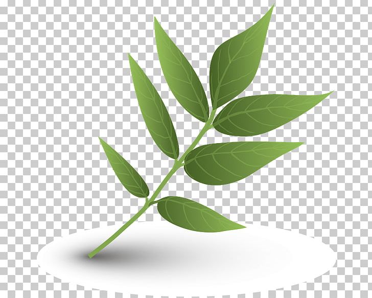 Leaf PNG, Clipart, Element, Herbalism, Leaf, Logo, Maple Leaf Free PNG Download