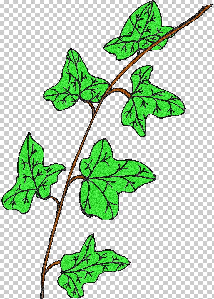 Leaf Plant Stem Flowering Plant Line PNG, Clipart, Branch, Branching, Clip Art, Flora, Flowering Plant Free PNG Download