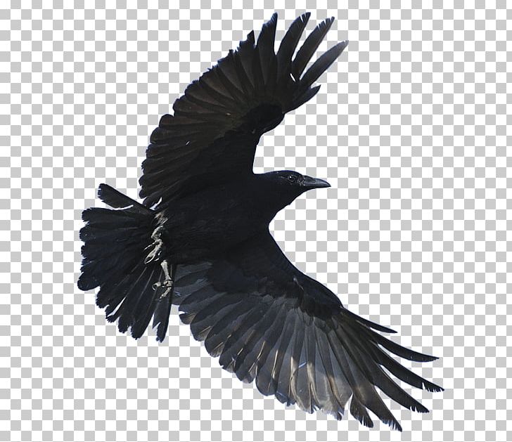 American Crow Hooded Crow Fish Crow Common Raven Bird PNG, Clipart, American Crow, Animals, Beak, Bird, Bird Of Prey Free PNG Download