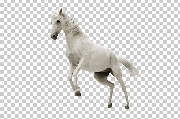 Horse Stallion Desktop Show Jumping PNG, Clipart, Animal Figure, Animals, Cc 0, Colt, Computer Icons Free PNG Download