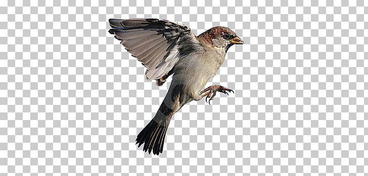 House Sparrow Bird Flight Eurasian Tree Sparrow PNG, Clipart, Animal, Animals, Beak, Bird, Bird Of Prey Free PNG Download