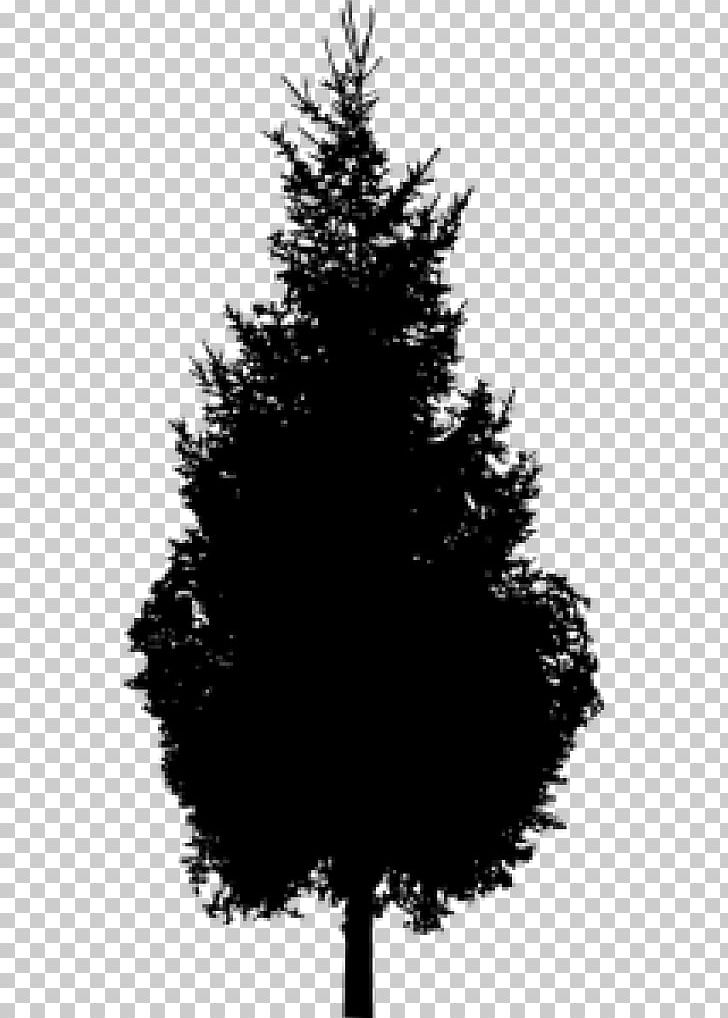 Spruce Pine Silhouette Black And White PNG, Clipart, Animals, Black And White, Bonsai, Branch, Christmas Decoration Free PNG Download