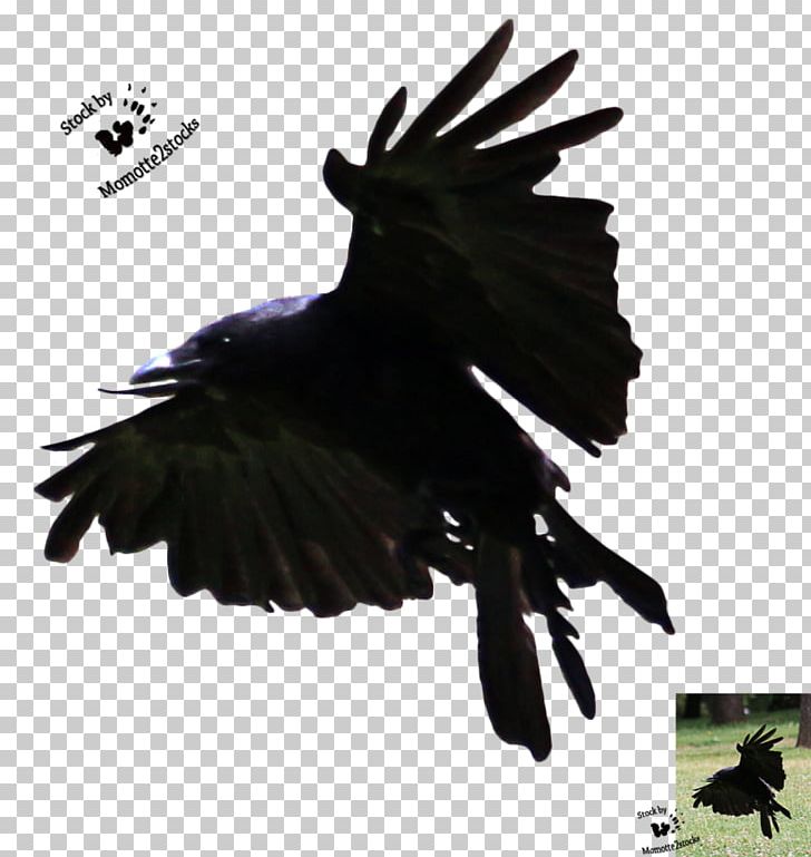 American Crow Bird Flight Art PNG, Clipart, American Crow, Animal, Art, Beak, Bird Free PNG Download