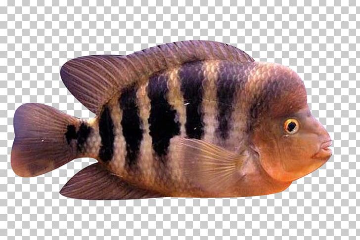Oranda Amphilophus Citrinellus Fish PNG, Clipart, Animals, Aquarium Fish, Biology, Blood Parrot Cichlid, Cichlid Free PNG Download
