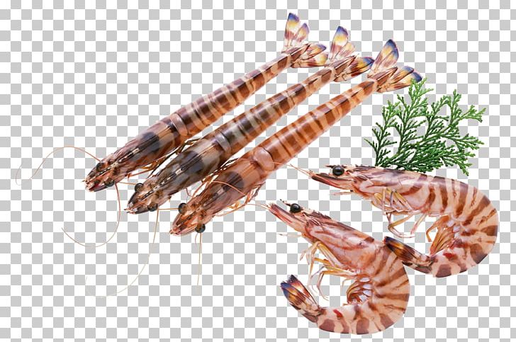 Seafood Lobster Penaeidae Shrimp Prawn PNG, Clipart, Animals, Animal Source Foods, Cartoon Shrimp, Cooked Shrimp, Decapoda Free PNG Download