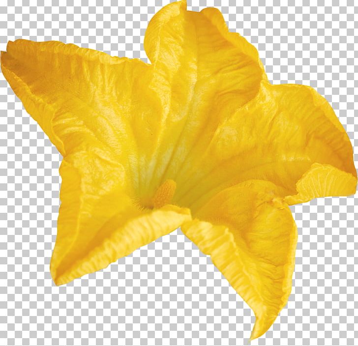 Flower Yellow Lilium PNG, Clipart, Benzersiz, Computer Software, Flower, Lilium, Nature Free PNG Download