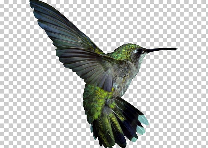 Google Hummingbird Ruby-throated Hummingbird PNG, Clipart,  Free PNG Download