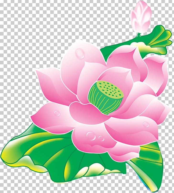 Nelumbo Nucifera Flower Lotus Effect PNG, Clipart, Desktop Wallpaper, Flora, Flower, Flowering Plant, Green Free PNG Download