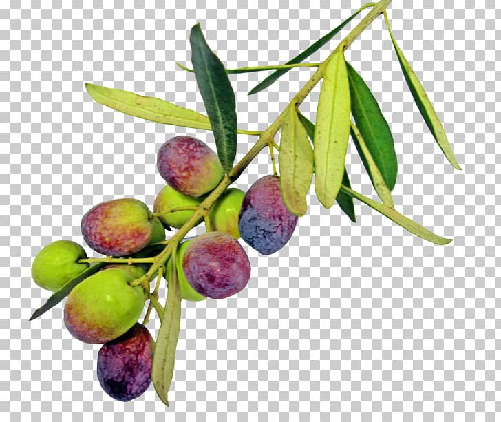 Olive Oil Greek Cuisine Olive Leaf PNG, Clipart, Branch, Extra Virgin Olive Oil, Food, Fruit, Fruit Nut Free PNG Download