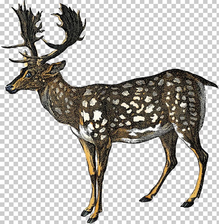 Reindeer Elk White-tailed Deer Antler PNG, Clipart, Animal, Antler, Button Buck, Cartoon, Deer Free PNG Download
