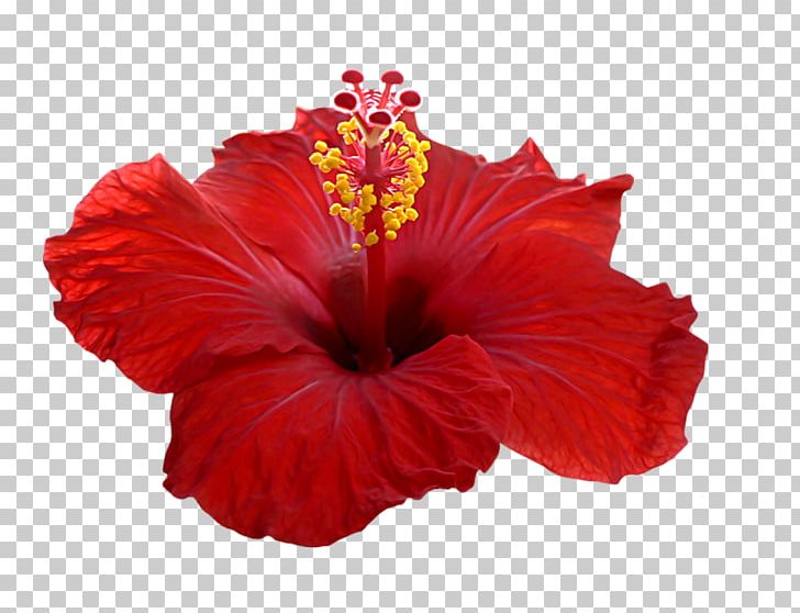 Shoeblackplant Hibiscus Tea Roselle Petal Flower PNG, Clipart, Alcoholic Drink, Autumn Flowers, China Rose, Chinese Hibiscus, Drink Free PNG Download
