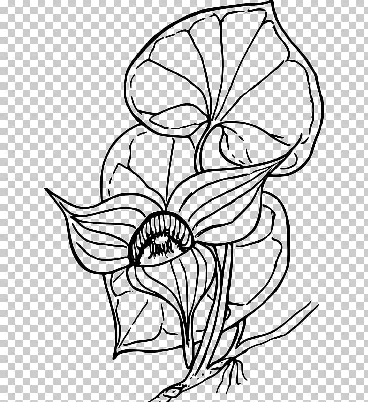 Coloring Book Drawing PNG, Clipart, Botanical Illustration, Child, Color, Coloring Book, Drawing Free PNG Download