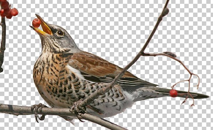 Finches Bird Feeders Sparrow Fieldfare PNG, Clipart,  Free PNG Download