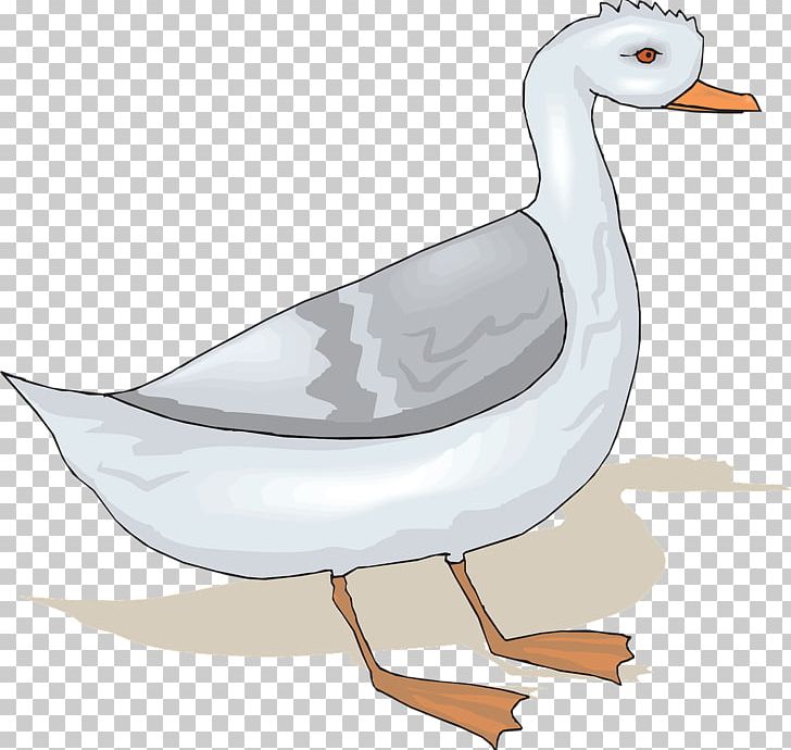Goose Bird PNG, Clipart, Animal, Animals, Beak, Bird, Cartoon Free PNG Download