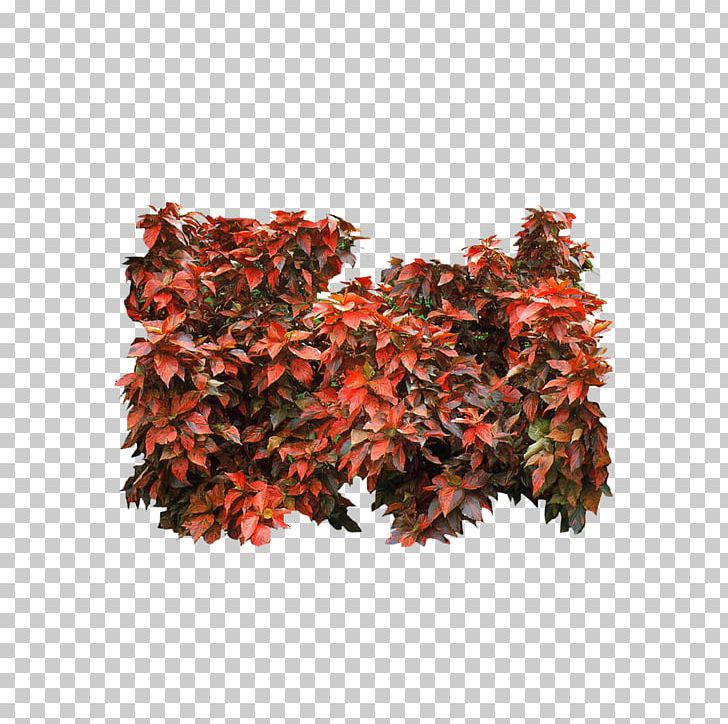 Red Mulberry Raspberry Tree Maple PNG, Clipart, Apple Watch, Autumn, Breakfast, Decoration, Designer Free PNG Download