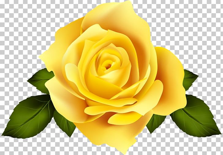 Rose Desktop Flower Bouquet PNG, Clipart, Austrian Briar, Closeup, Color, Computer Wallpaper, Cut Flowers Free PNG Download