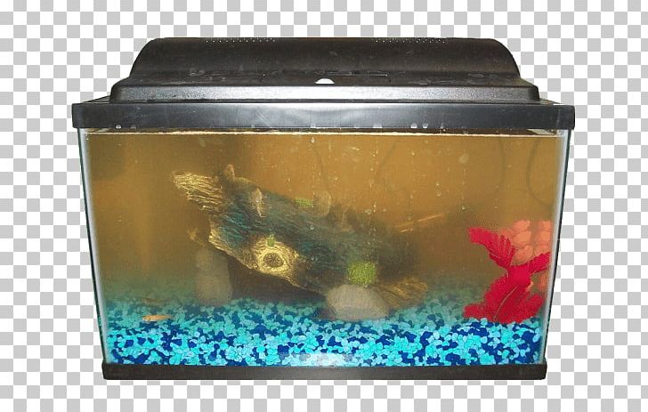 Siamese Fighting Fish Heater Aquarium Filters PNG, Clipart, Animals, Aquarium, Aquarium Filters, Aquariums, Bubble Nest Free PNG Download