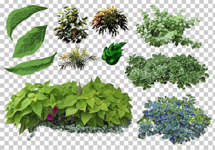 Leaf Herbs & Flowers: Plant PNG, Clipart, Cut Flowers, Flower, Flowerpot, Grass, Herb Free PNG Download