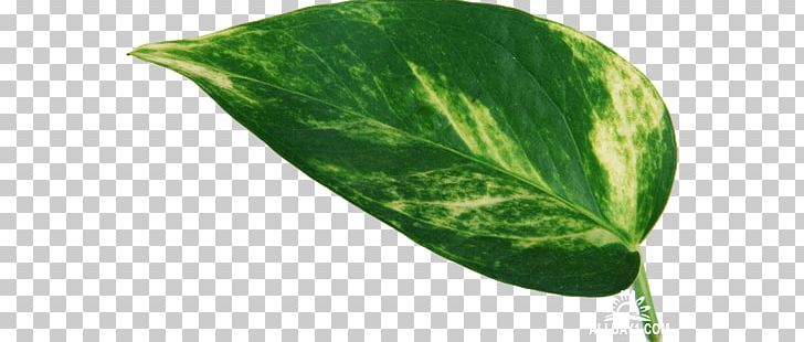 Leaf Plant Leaves Green PNG, Clipart, Graphic Design, Green, Green Leaf, Leaf, Leaves Green Free PNG Download