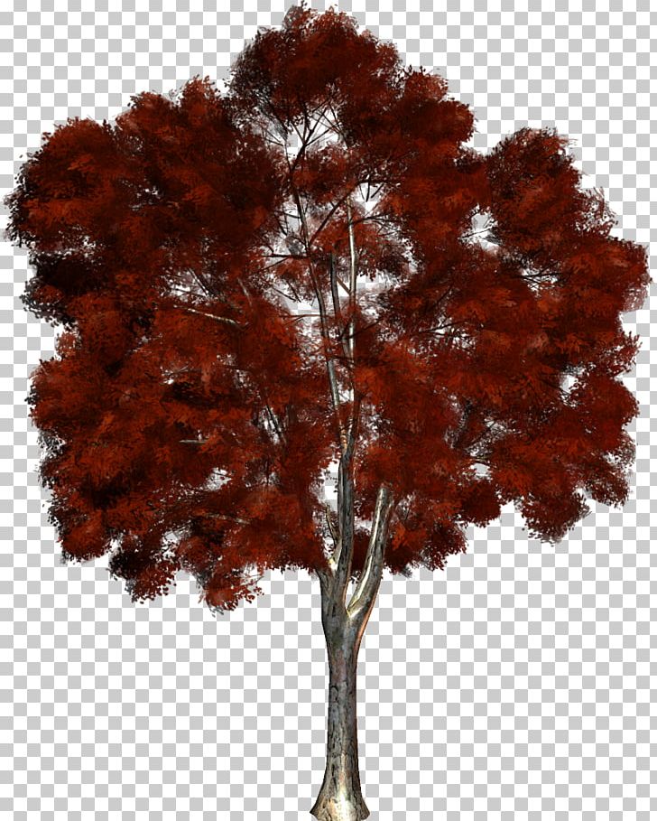 Tree PNG, Clipart, Agac, Agac Resimleri, Autumn, Branch, Computer Software Free PNG Download