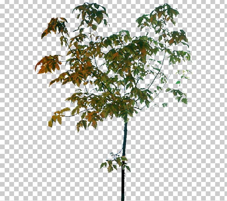 Twig Tree PNG, Clipart, 3d Computer Graphics, Branch, Encapsulated Postscript, Flowering Plant, Gratis Free PNG Download
